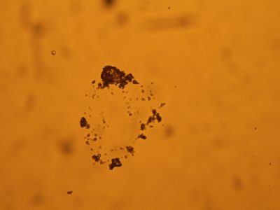 Experiment II, crude oil, Vienna Bassin, microscope 50x
