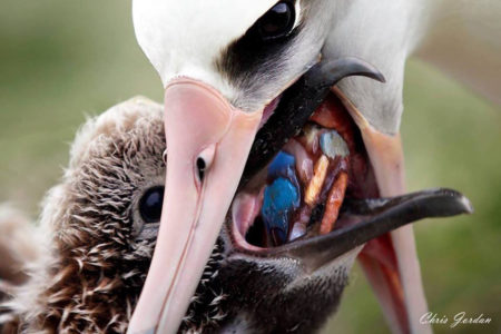 Chris Jordan, Midway (Albatross), since 2010