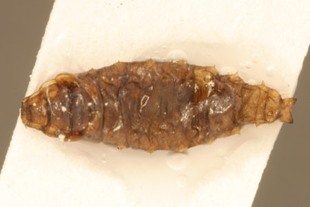 Helaeomyia petrolei larva, Encyclopedia of Life