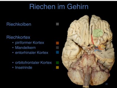 Johannes Frasnelli, smelling in the brain